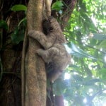 sloth, tortuguero, costa rica