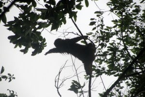 Manuel Antonio, Quepos, Costa Rica