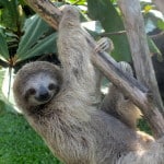 sloth, tortuguero, Reasons to study abroad in costa rica