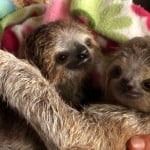 baby sloths, toucan rescue ranch, costa rica, heredia