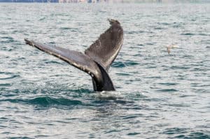 Gentle Giants Whale Watching