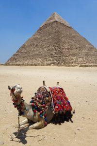 camel, pyramid, cairo, egypt
