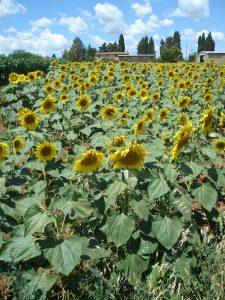 Sunflowers, Tuscany, Monteriggioni