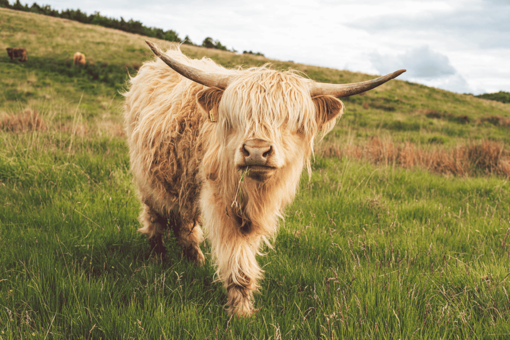 highland cow in scotland