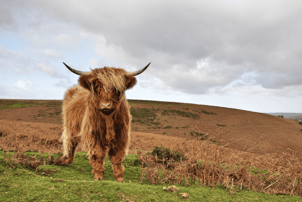 where to see highland cows in scotland