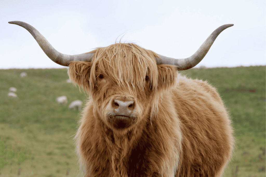 highland cow cute