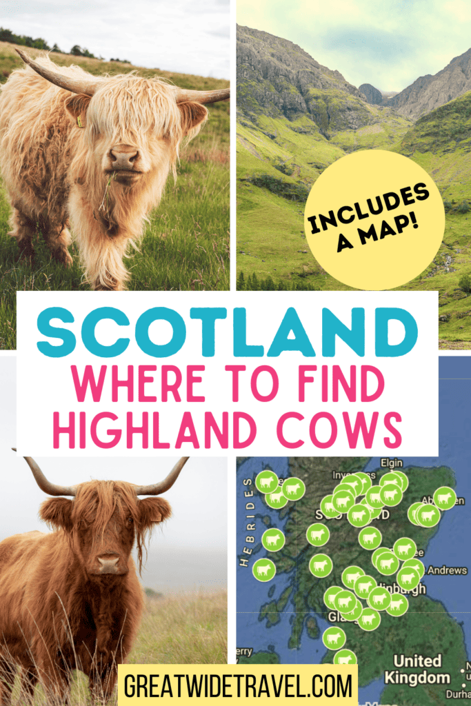 Learn about specific locations in Scotland where you can view or even interact with the adorable highland cows!